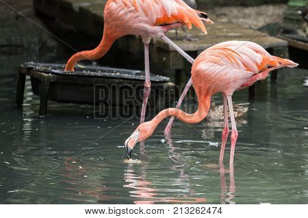 flamingo (flamand rose) of the animal park Pairi Daiza in belgium
