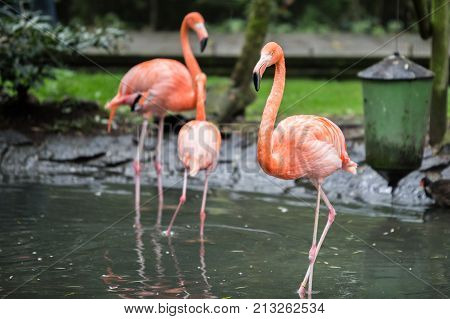 flamingo (flamand rose) of the animal park Pairi Daiza in belgium