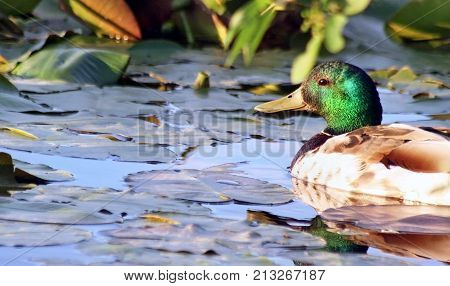 Mallard Duck male swimming in Marsh surrounded by Lily Pads in early morning