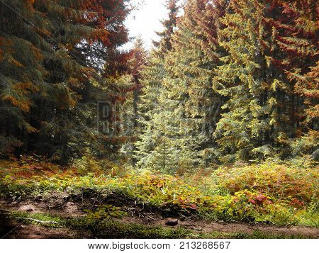 Fairy tale wood in red, yellow and green colors. Pines, firs and grass in wild forest