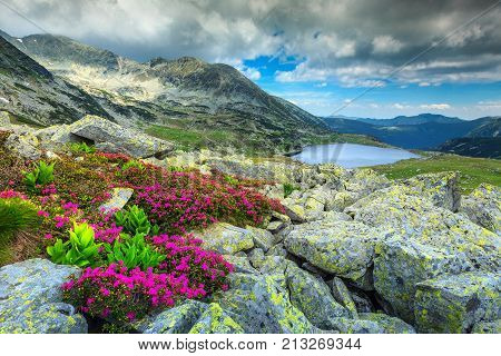 Amazing alpine glacier lake high mountains cloudy sky and wonderful pink rhododendron flowers Retezat National Park Carpathians Romania Europe
