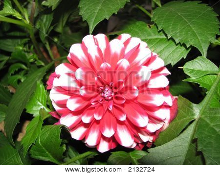 Dahlia