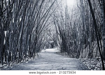 View of the small road in the city jungle park at day time.