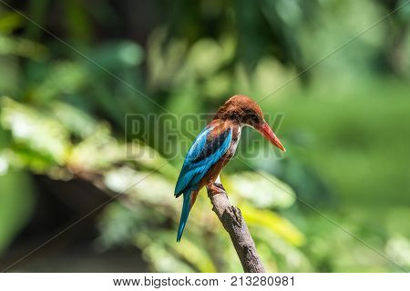 Bird (oriental Magpie-robin) In A Nature Wild