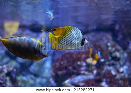 Sea Butterfly Fish