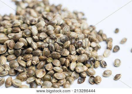 Many Cannabis Seeds