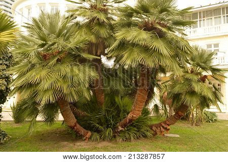 Palm tree with ten trunks rising in a holiday Park