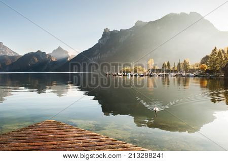 White Swan On The Traunsee Lake At Sunrise.