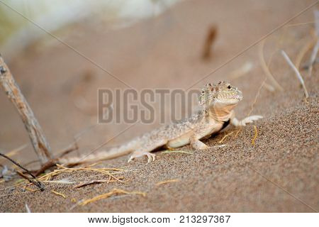 Phrynocephalus mystaceus.
Phrynocephalus mystaceus is a species of agamid lizard.
