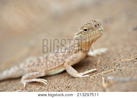 Phrynocephalus mystaceus.
Phrynocephalus mystaceus is a species of agamid lizard.