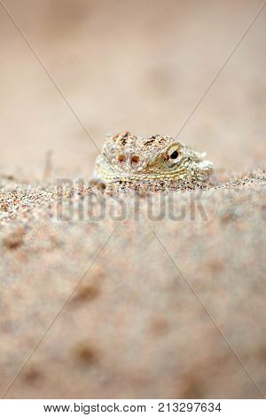 Phrynocephalus mystaceus.
Phrynocephalus mystaceus is a species of agamid lizard.