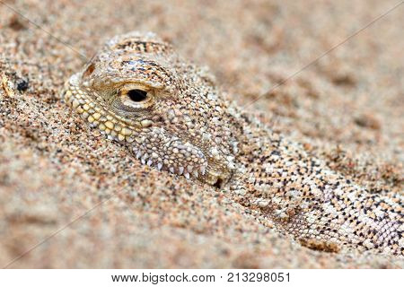 Phrynocephalus mystaceus.
Phrynocephalus mystaceus is a species of agamid lizard.