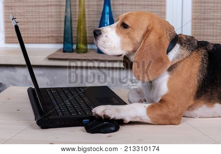Beagle dog on the table emulates a laptop