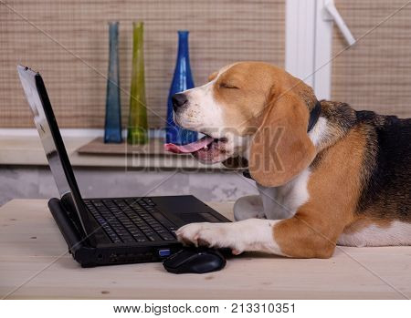 Beagle dog on the table emulates a laptop
