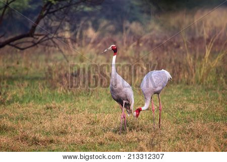 Sarus Cranes (grus Antigone) In Keoladeo Ghana National Park, Bharatpur, Rajasthan, India