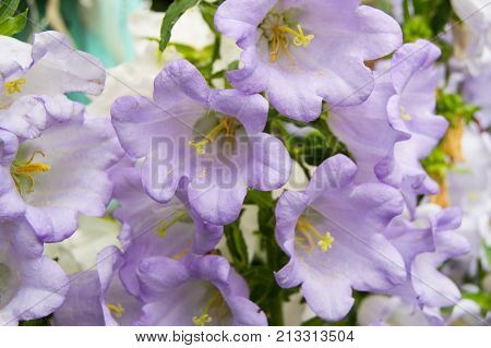 Garden Of Purple Flowers, Bells, Grade Cup And Saucer