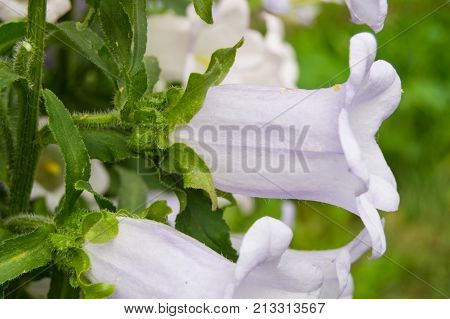 Garden Of Purple Flowers, Bells, Grade Cup And Saucer