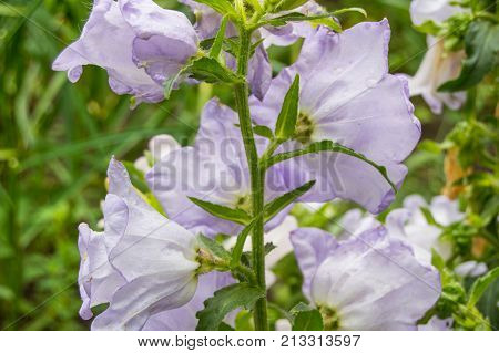 Garden Of Purple Flowers, Bells, Grade Cup And Saucer