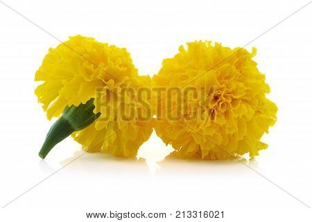 Marigold flower beautiful blossom for background .