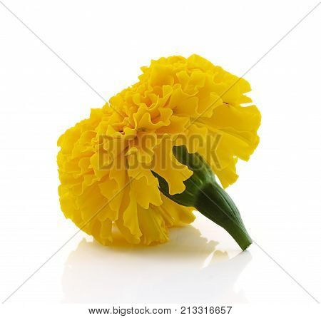 Marigold flower beautiful blossom for background .
