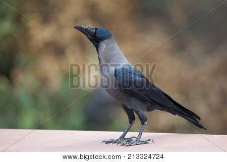 Hooded Crow In Keoladeo Ghana National Park, Bharatpur, India.