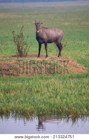 Male Nilgai (boselaphus Tragocamelus) Standing In Keoladeo Ghana National Park, Bharatpur, India