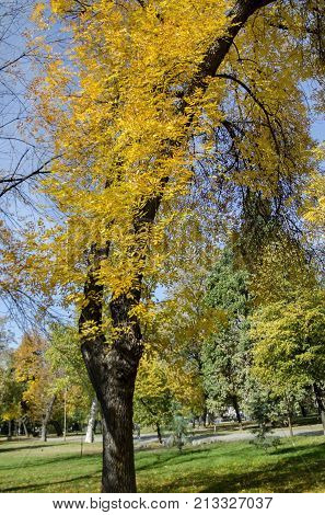 Popular Zaimov park  for rest and walk with auntual  yellow foliage, Oborishte district, Sofia, Bulgaria