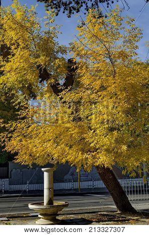 Branch of auntual  yellow foliage with fountain in Popular Zaimov park, Sofia, Bulgaria