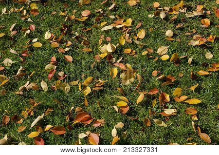 Natural background of autumnal foliage in Popular Zaimov park, Sofia, Bulgaria