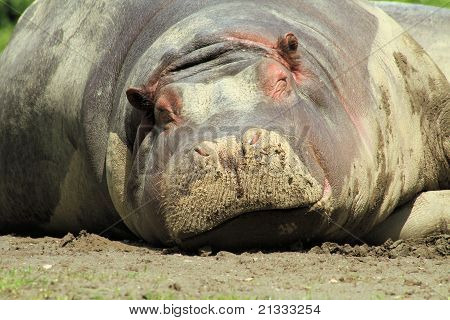 Hippo