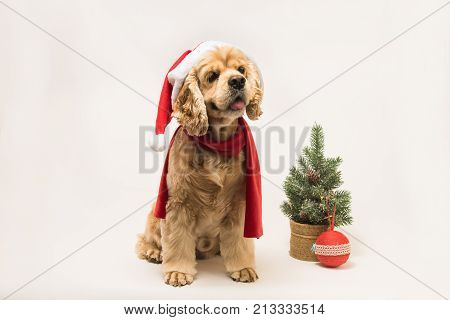 American cocker spaniel with Santa's cap and a red scarf on white background. The dog sits side view. Red christmas tree and ball near dog.