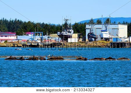 October 12, 2017 in Crescent City, CA:  California Sea Lions resting on a dock taken at the Crescent City, CA Harbor Marina where people can dock their boats and where people can buy freshly caught seafood from commercial fishing vessels during weekends