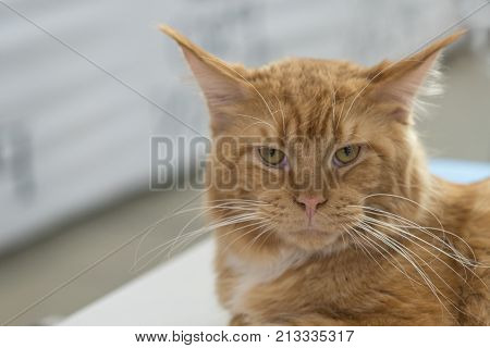 Portrait Of A Young Red Maine Coon Male Cat