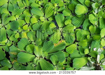 Common duckweed Lemna minor, full frame texture structure