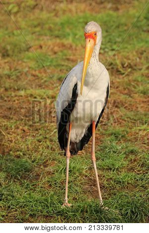 Yellow-billed stork - Mycteria ibis - with characteristic yellow bill and red skin on face