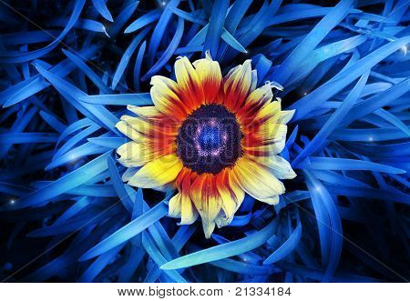 Blume