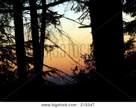 Coucher de soleil à travers les arbres