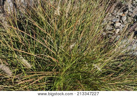 stachy byzantina leaf plant wolly perennial botany