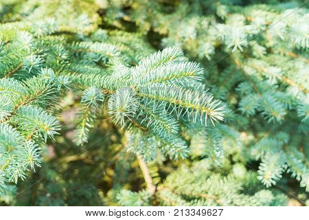 Winter green spruice tree in sunlights background