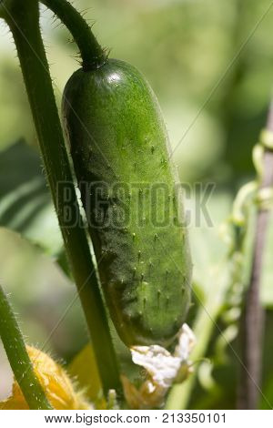 beautiful cucumber on a bush in nature .