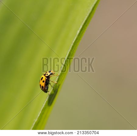 yellow ladybug in nature. macro . In the park in nature
