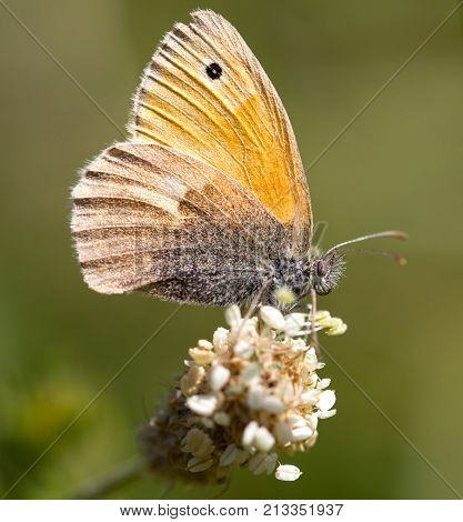 beautiful butterfly in nature . In the park in nature