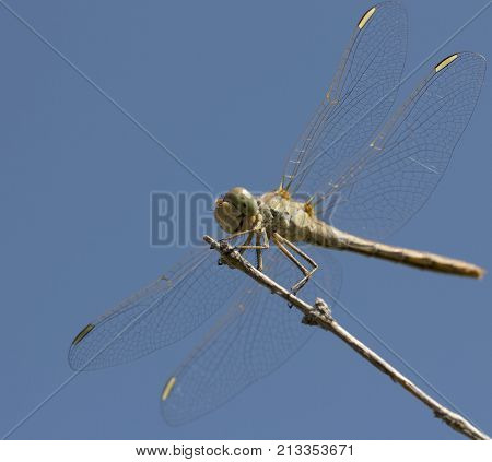 dragonfly on a background of blue sky .