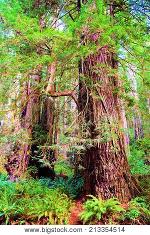 Coastal Redwood Forest with redwood trees and ferns taken in the rural Northern California Coast