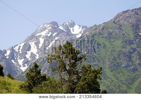 pine tree in the mountains . In the park in nature