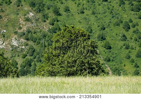 pine tree in the mountains . In the park in nature