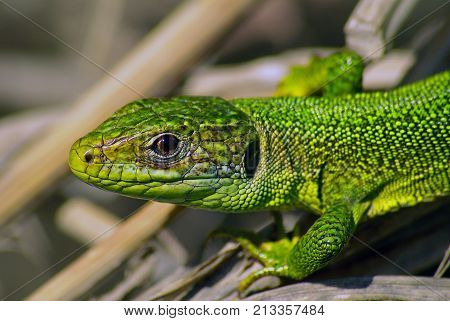 portrait of Western Green Lizard (Lacerta bilineata)