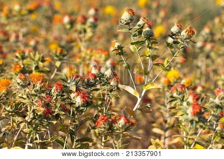 safflower flowers on the field . In the park in nature