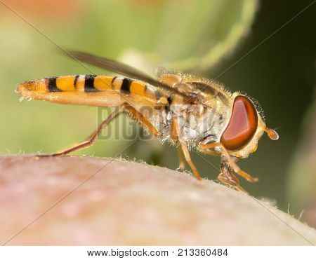fly on the wild nature . In the park in nature