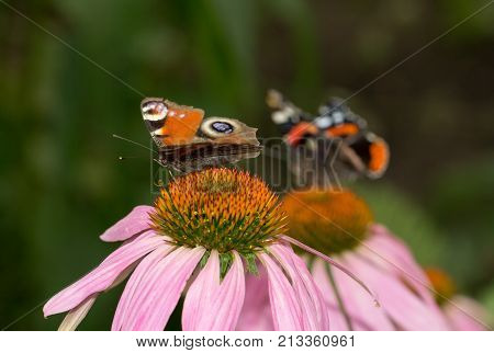 beautiful butterfly on a flower in nature .